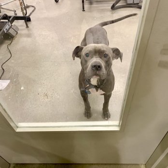 Beasty Feast  - Just before the groomer starting clipping his nails after I was told he was ready to be picked up. - Pet Groomers Near Me - New York, New York