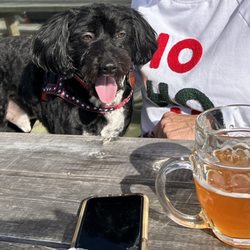New Groove Artisan Brewery - The pup eyeing a Blood Orange Wheat !
