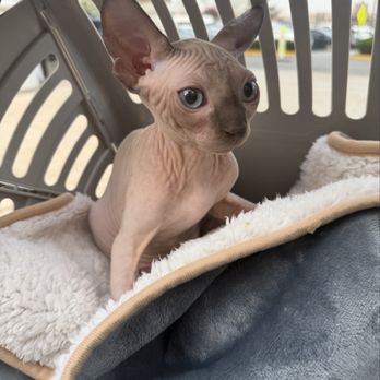 Bond Vet - Edgewater - My Gaara - Veterinarians Near Me - Edgewater, New Jersey