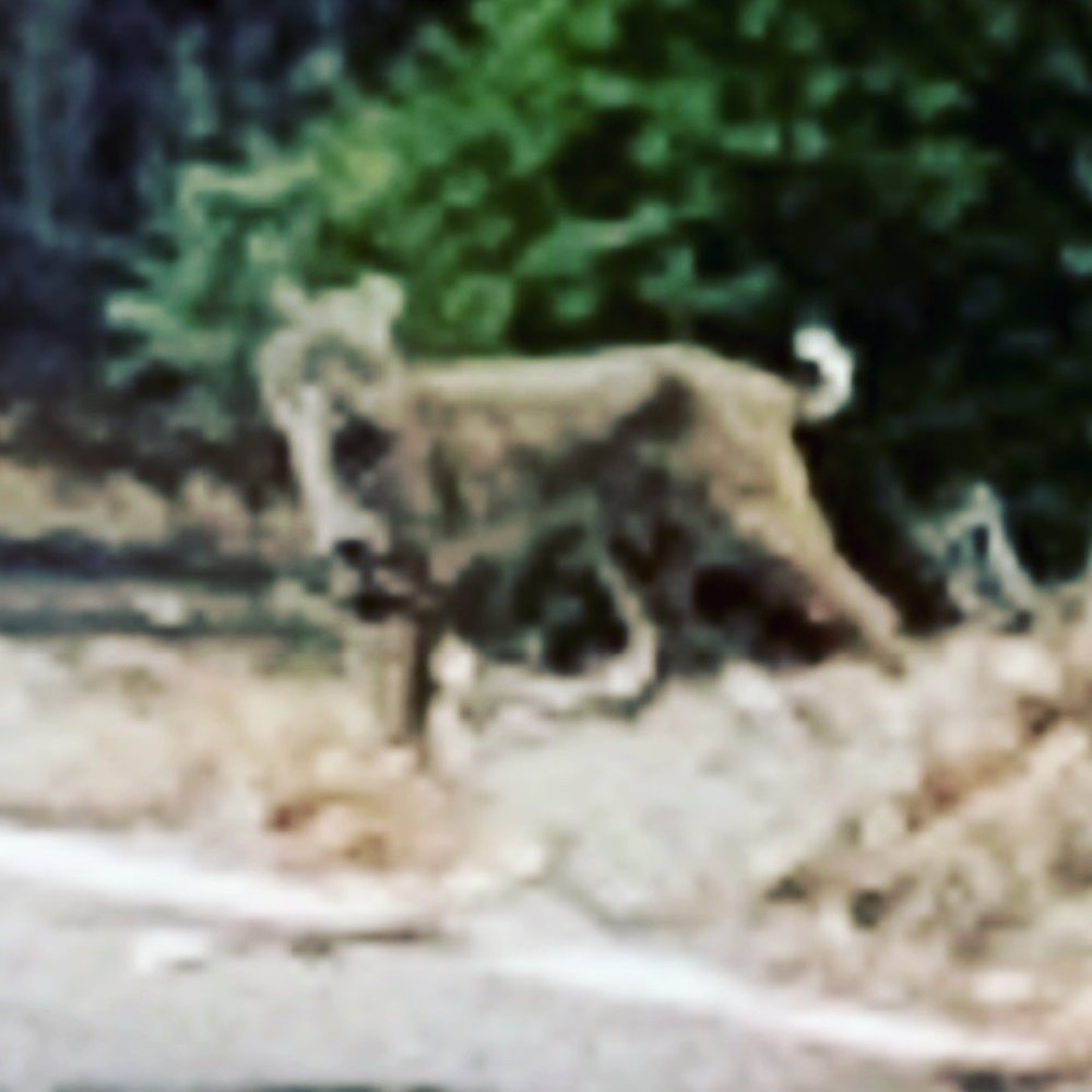 Spotted a bobcat.  At first I thought he was an oversized house cat staying at the fire station.   haha.