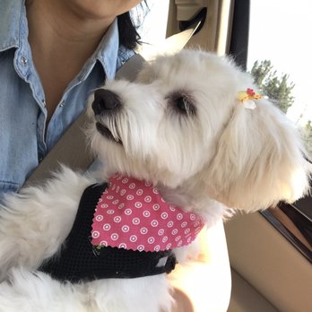 Ann's Pet Grooming - Pet Groomers Near Me - Brea, California Ann's Pet Grooming - Pet Groomers Near Me - Brea, California
