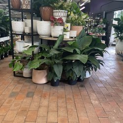 Flower Power Garden Centres Terrey Hills - Plant disply