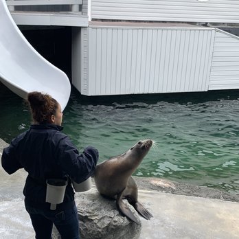 Ocean World - Seal action - Aquariums Near Me - Crescent City, California