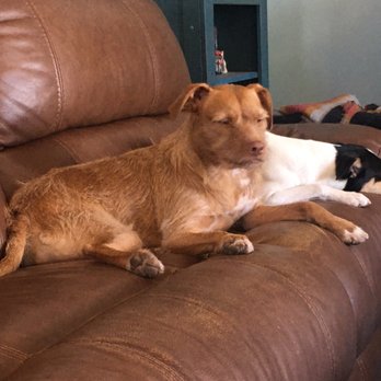 Marrvelous Pet Rescue - Razzy and Sandy - Community Service/Non-Profit Near Me - Key Largo, Florida Marrvelous Pet Rescue - Razzy and Sandy - Community Service/Non-Profit Near Me - Key Largo, Florida