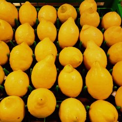 GelatoHouse - Lemons, basic ingredients for the Lemon sorbet