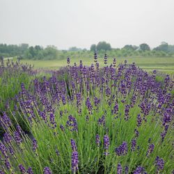 Lightwell Lavender Farm - Lavender