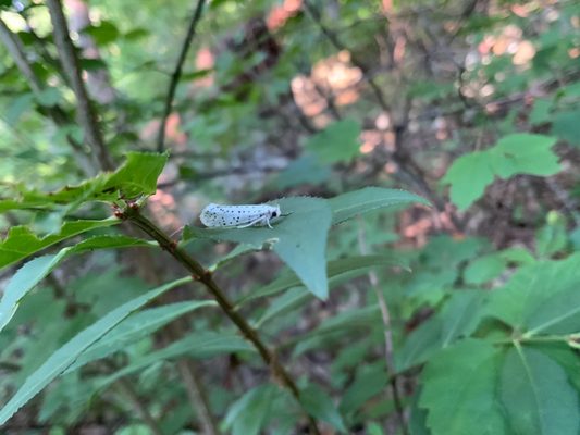 Signal Point Trail by null