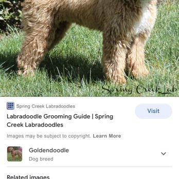 PetSmart Grooming - Example that was given - Pet Training Near Me - REDLANDS, California PetSmart Grooming - Example that was given - Pet Training Near Me - REDLANDS, California