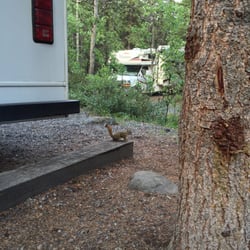 Riley Creek Campground - You can totally make furry friends here.