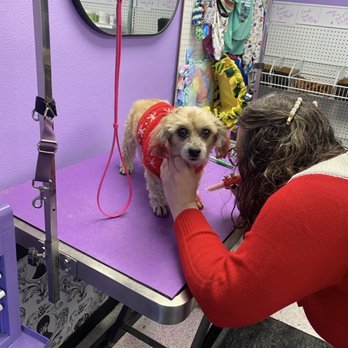 Pawfect Harmony Pup Spa - Christmas party - Pet Groomers Near Me - Redmond, Oregon