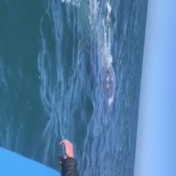 Malarrimo Tours - People watching grey whale pass boat