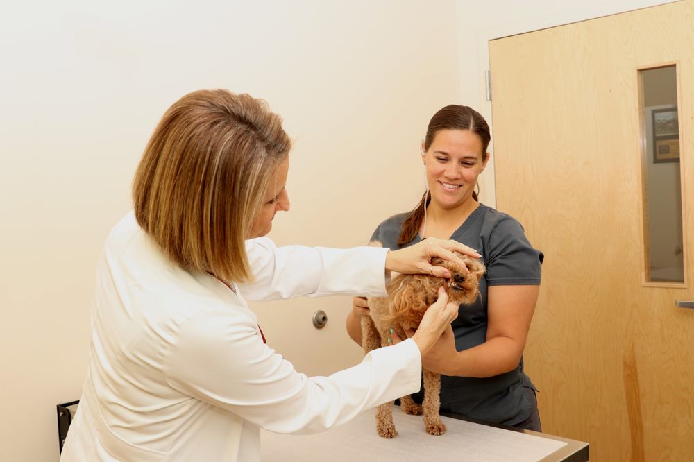 FAIRFIELD ANIMAL HOSPITAL 15 Photos & 19 Reviews 14940 Mueschke Rd, Cypress, Texas