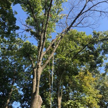 Clean Cut - Tree Services Near Me Clean Cut - Tree Services Near Me