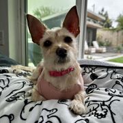 OC PUP PALS - Updated June 2026 - 48 Photos & 12 Reviews - Costa