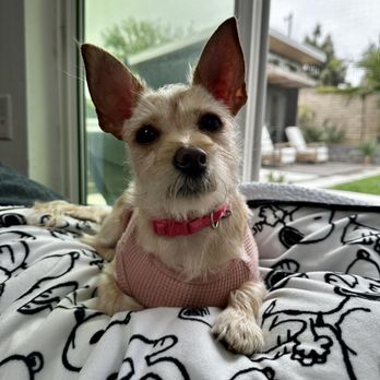 OC PUP PALS - Updated January 2026 - 48 Photos & 12 Reviews