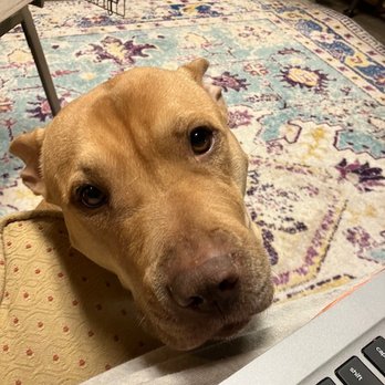Cincinnati Animal Care - This is a foster dog named Dizzy, who needs a home. - Animal Shelters Near Me - Cincinnati, Ohio Cincinnati Animal Care - This is a foster dog named Dizzy, who needs a home. - Animal Shelters Near Me - Cincinnati, Ohio