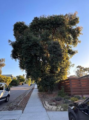 🌳 Tree Care & Maintenance – Healthy Trees, Safe Property! - Our certified arborists provide expert tree trimming, pruning, and removal services to keep your trees healthy, strong, and looking their best.