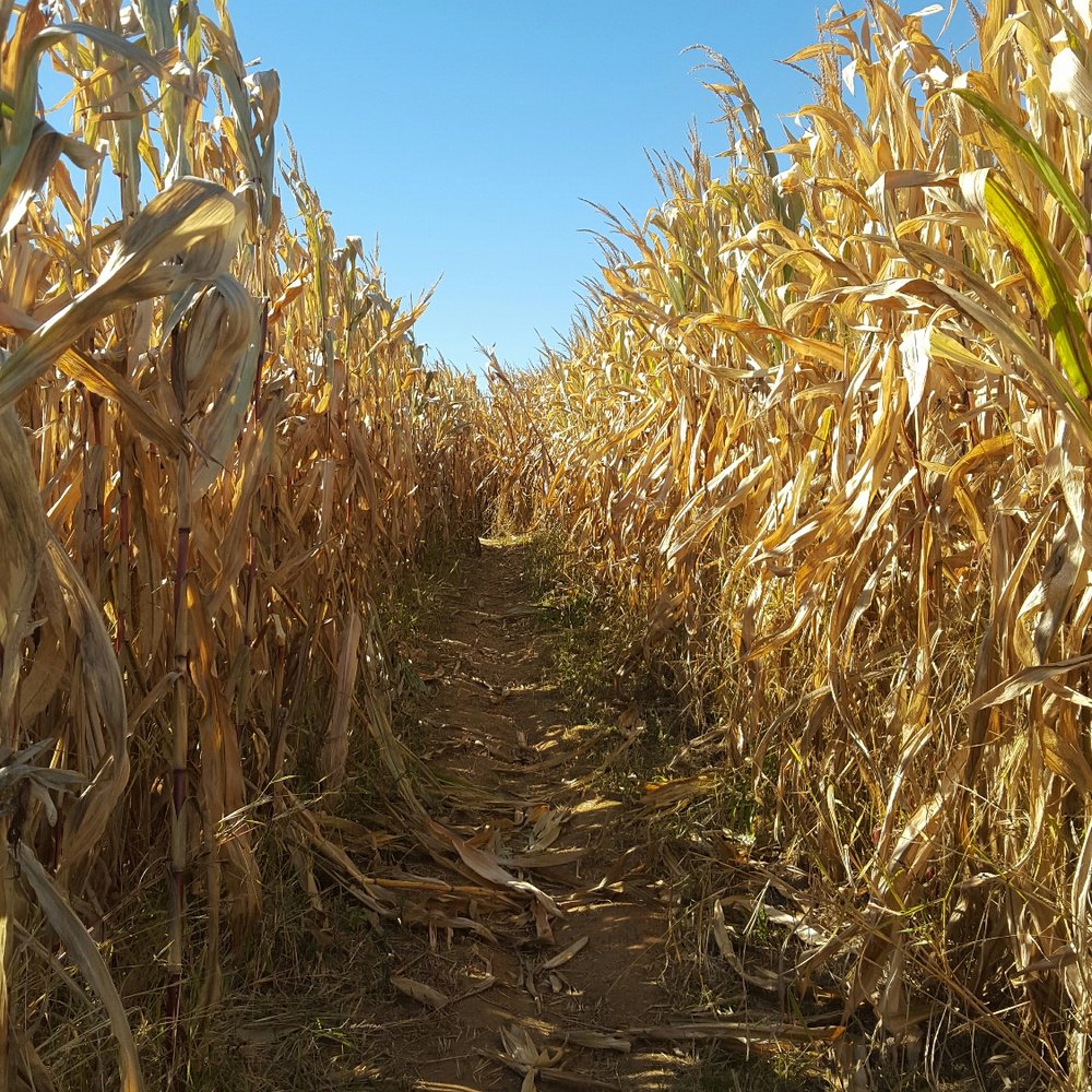 Corn maze