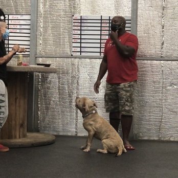TyCalK9 - Seven explaining to my husband about Creed's (my puppy) actions and reactions towards things - Pet Training Near Me - Arcola, Texas TyCalK9 - Seven explaining to my husband about Creed's (my puppy) actions and reactions towards things - Pet Training Near Me - Arcola, Texas
