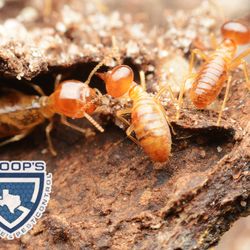 Shoop's Texas Termite & Pest Control