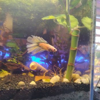 Petco - Otis - Pet Stores Near Me - San Marcos, California Petco - Otis - Pet Stores Near Me - San Marcos, California