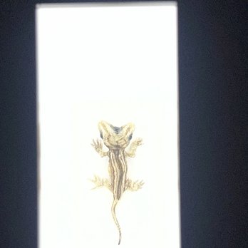 Exquisite Creatures Exhibit - Art Galleries Near Me - Seattle, Washington Exquisite Creatures Exhibit - Art Galleries Near Me - Seattle, Washington