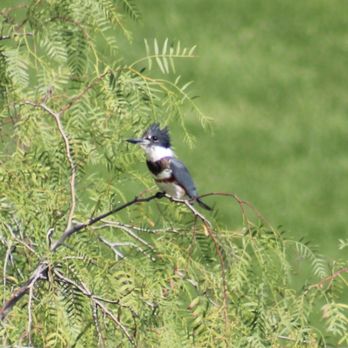 Riverside National Cemetery - Belted Kingfisher bird species - Funeral Services & Cemeteries Near Me - Riverside, California Riverside National Cemetery - Belted Kingfisher bird species - Funeral Services & Cemeteries Near Me - Riverside, California