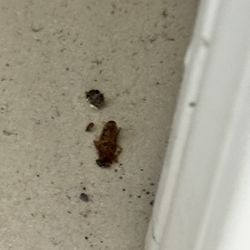 Metropolitan Property Management - Roach