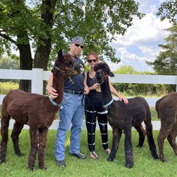 Taking the Alpacas for a walk on the beautiful grassy grounds. Taking the Alpacas for a walk on the beautiful grassy grounds.