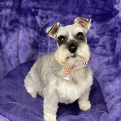 Blue Sky Pet Spa
