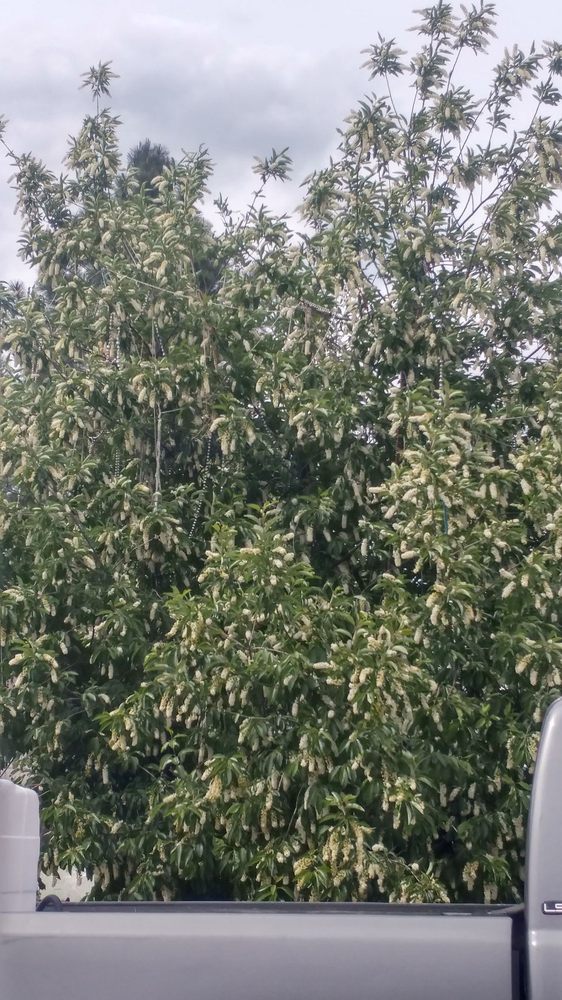 HOPE CHEST Updated September 2024 2095 E Main St, Quincy, California Antiques Phone