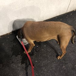 Martin Pre-Owned - They even will get your dog water while you are there.