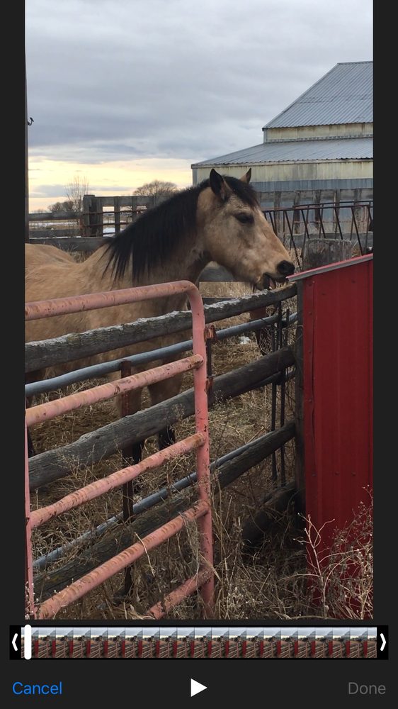 Six Shooter Livestock - equestrian in Salt Lake City, UT