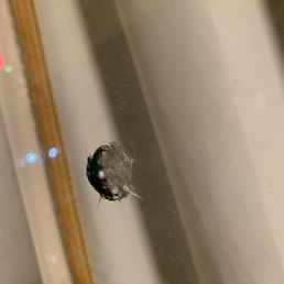 Bullet hole in room 110 window