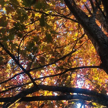 The Station House Restaurant - Fall leaves near The Station House - Breakfast & Brunch Near Me - Dawsonville, Georgia