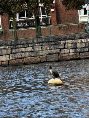 Boston Duck Tours Museum of Science Departure Location by null