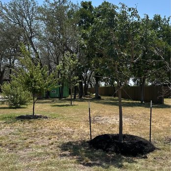 Moon Valley Nurseries - Red Push Pistache - Nurseries & Gardening Near Me - Austin, Texas
