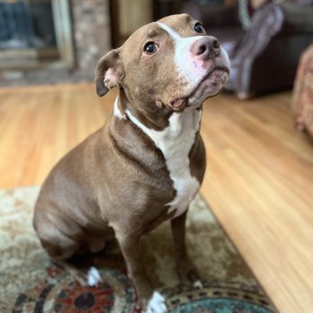 Hicks Animal Clinic - Before surgery - Veterinarians Near Me - Rocky Mount, North Carolina