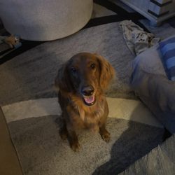 Killeen Police Department - Ginger" Grace.