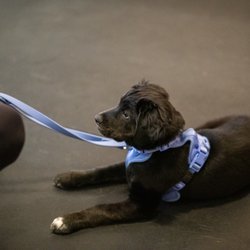 Opportunity Barks Behavior & Training - Opportunity Barks puppy class