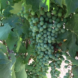 Grapes on the vine!