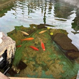 Fish in a pond