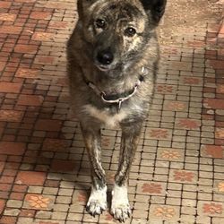 SEn Rescue Sanctuary - Tigger