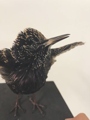 Prey Taxidermy by null