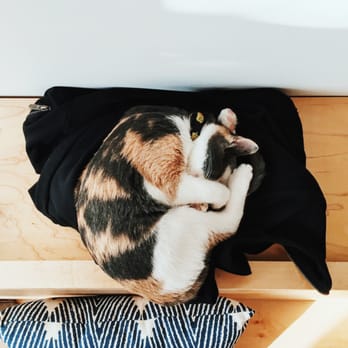 KitTea - Asleep on my coat - Pet Adoption Near Me - San Francisco, California KitTea - Asleep on my coat - Pet Adoption Near Me - San Francisco, California