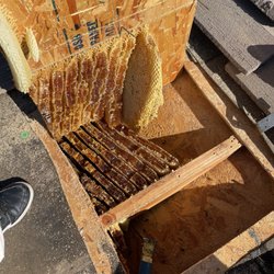 Bee Craft Handyman Service - Bee hive in roof