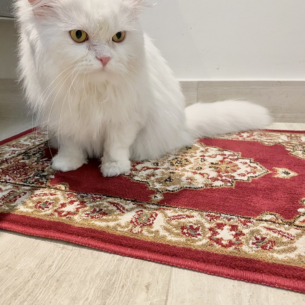Post grooming Post grooming
