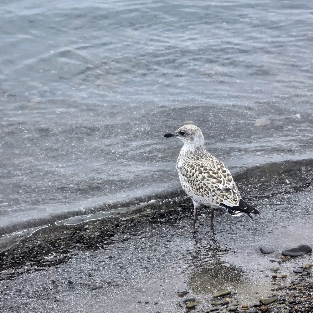 Solé Sandbar - Took walk on the beach. The gulls dont care. You can walk up to them. - Tiki Bars Near Me - Blasdell, New York