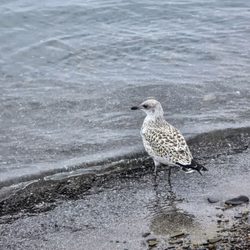 Took walk on the beach. The gulls dont care. You can walk up to them.