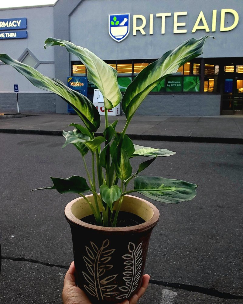 RITE AID Updated August 2024 3227 Northwest Ave, Bellingham